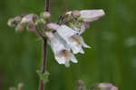 Eastern gray beardstongue